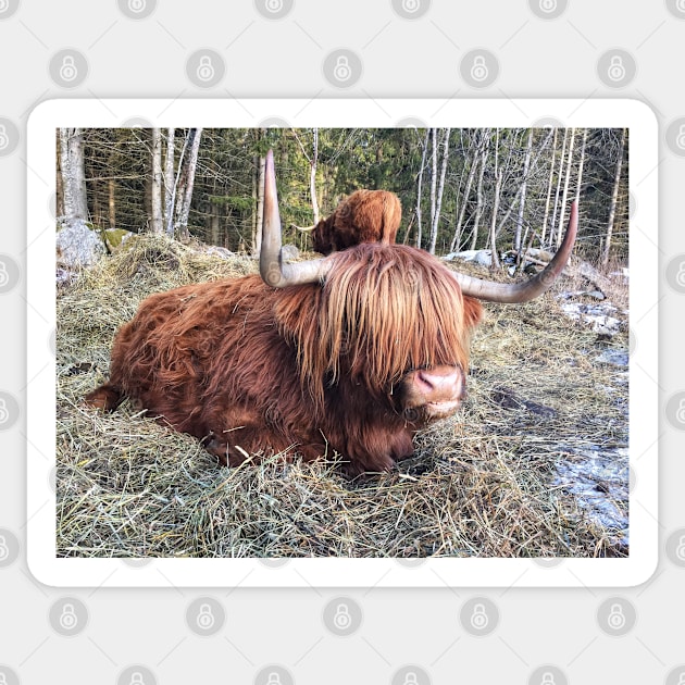 Scottish Highland Cattle Cow 2301 Sticker by SaarelaHighland